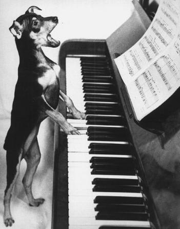 Anjing Main Piano