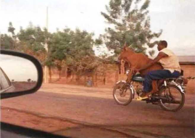 Sapi Naik Motor  Foto Lucu